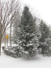 The snow can't cloak this sign warning of a signal light ahead - Stop-Caution-Go - which will it be?